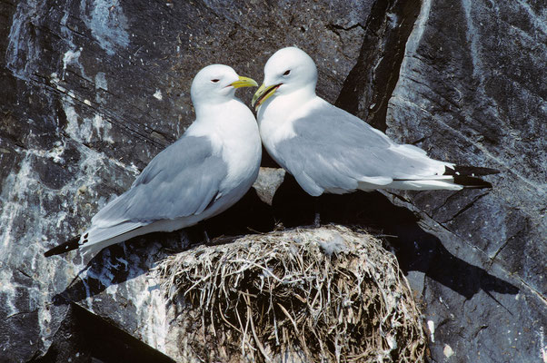 MOUETTE TRIDACTYLE