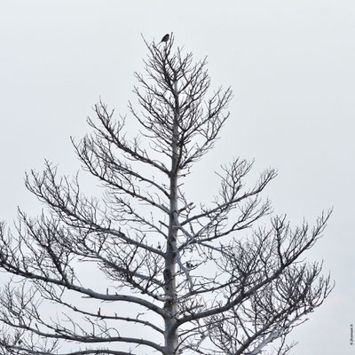 PINSON DES ARBRES mâle