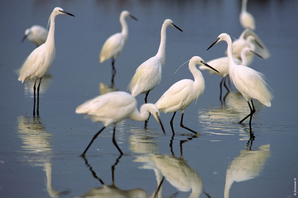 AIGRETTE GARZETTE