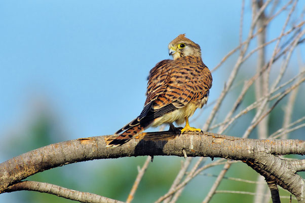 FAUCON CRÉCERELLE