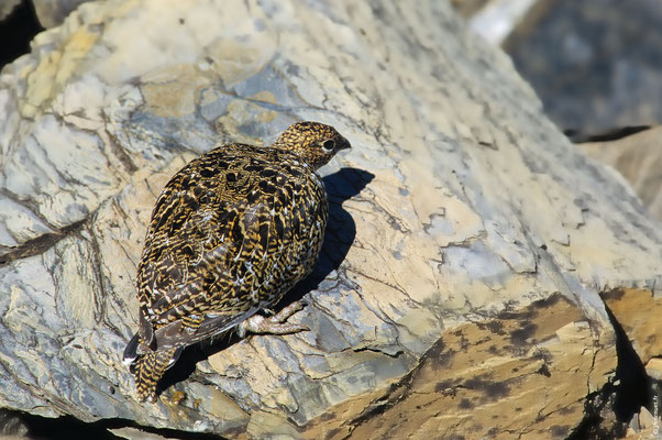 LAGOPÈDE ALPIN immature