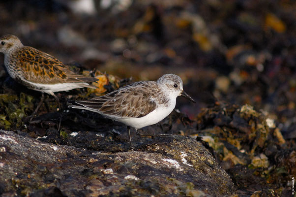 BÉCASSEAU SANDERLING