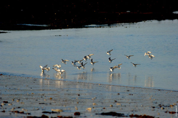 BÉCASSEAU SANDERLING