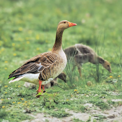 OIE CENDRÉE adulte avec poussin