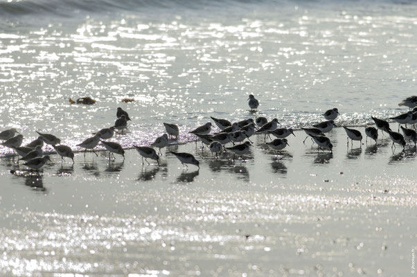 BÉCASSEAU SANDERLING