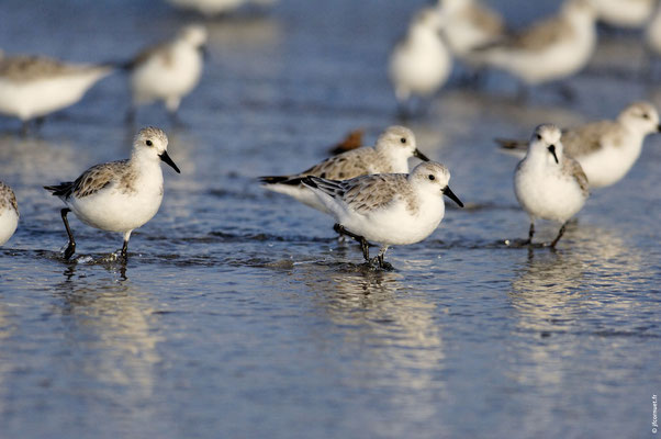 BÉCASSEAU SANDERLING