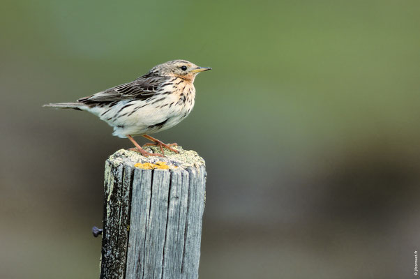 PIPIT À GORGE ROUSSE