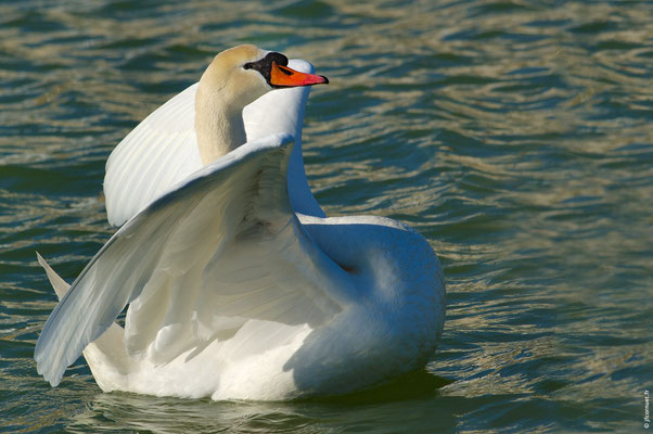 CYGNE TUBERCULÉ