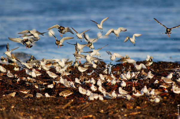 BÉCASSEAU SANDERLING