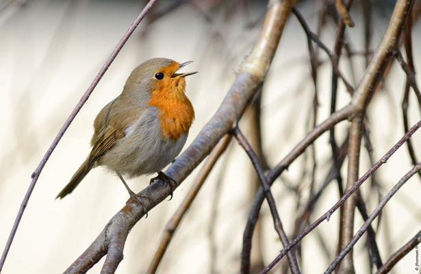 ROUGEGORGE FAMILIER adulte chantant