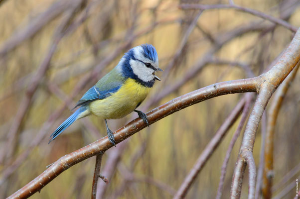 MÉSANGE BLEUE