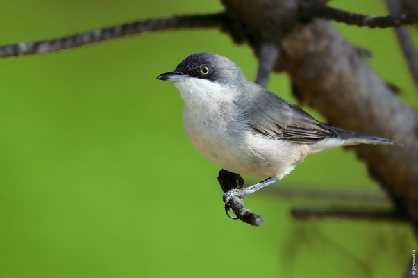 FAUVETTE ORPHÉE