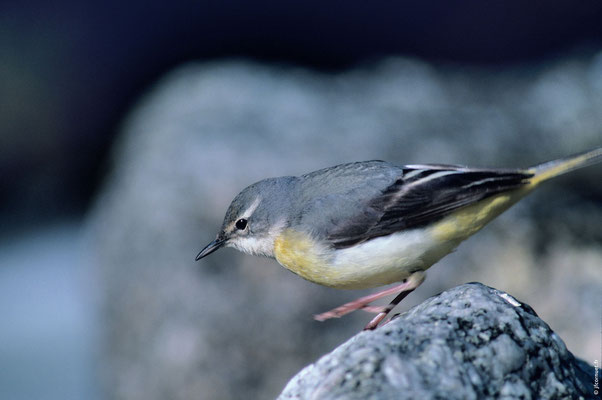 BERGERONNETTE DES RUISSEAUX