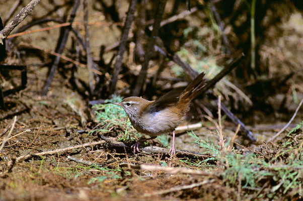 BOUSCARLE DE CETTI