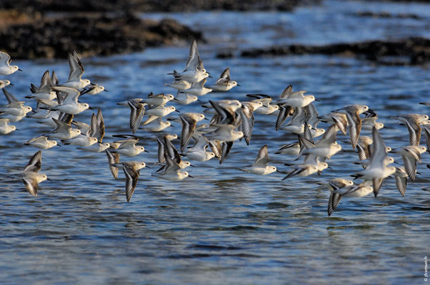 BÉCASSEAU SANDERLING