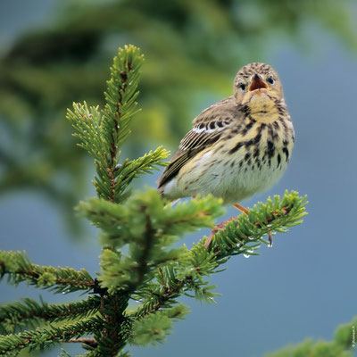 PIPIT DES ARBRES