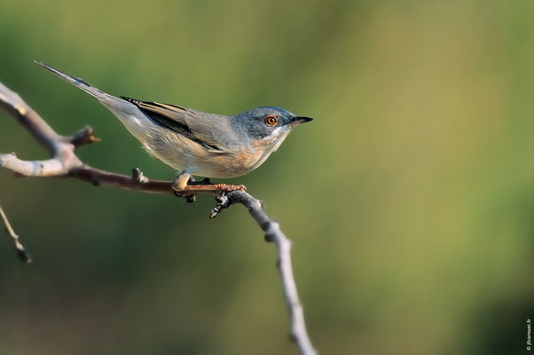 FAUVETTE PASSERINETTE