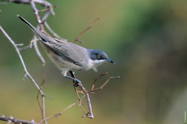 FAUVETTE ORPHÉE