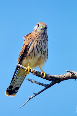 FAUCON CRÉCERELLE