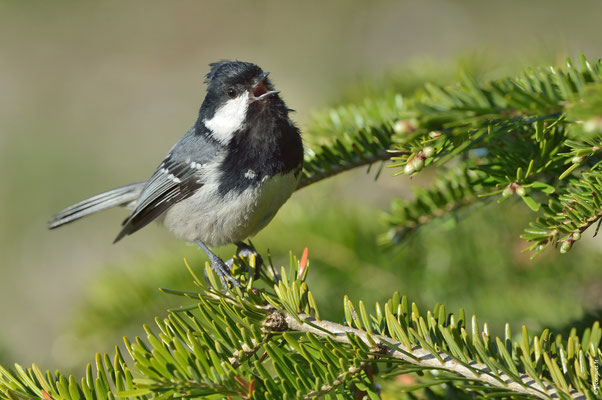 MÉSANGE NOIRE