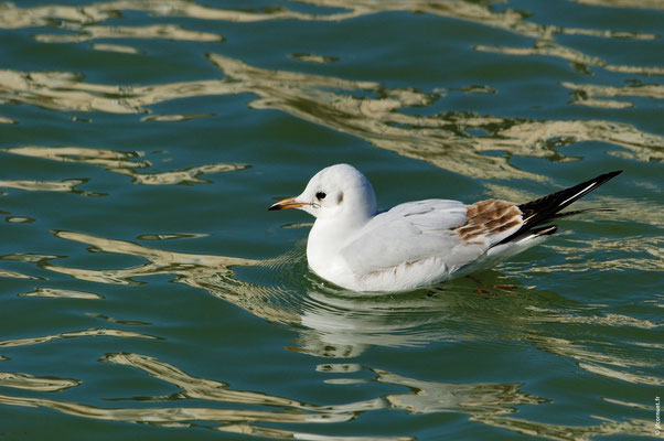 MOUETTE RIEUSE
