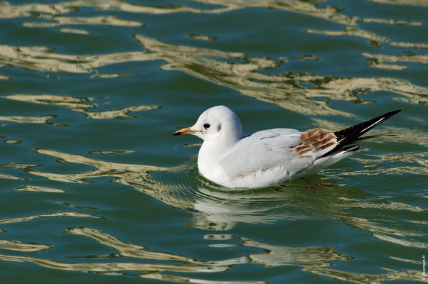 MOUETTE RIEUSE