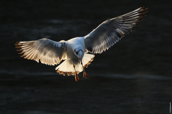 MOUETTE RIEUSE