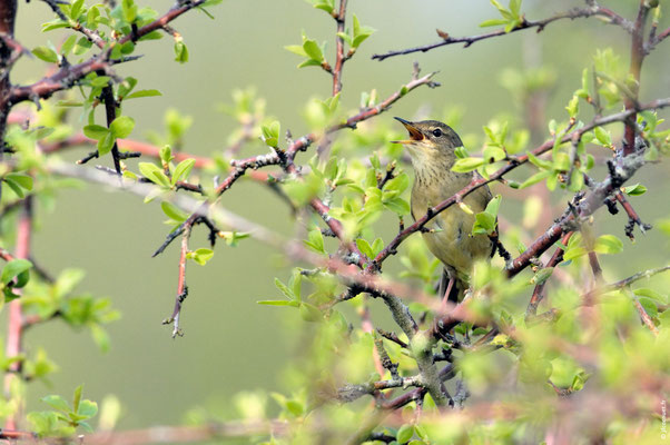 LOCUSTELLE TACHETÉE