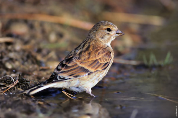 LINOTTE MÉLODIEUSE