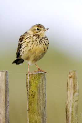 PIPIT FARLOUSE