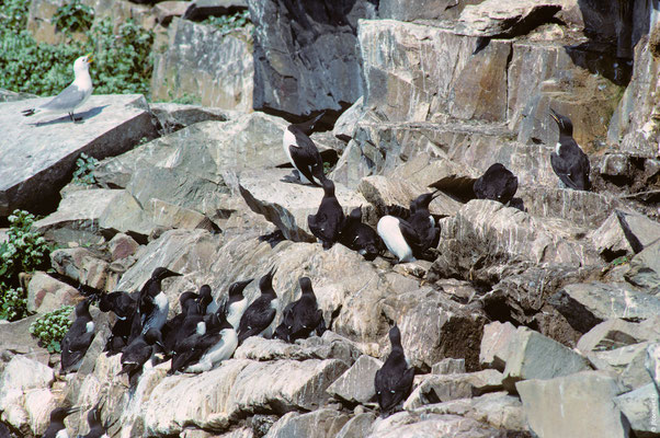 GUILLEMOT DE TROÏL