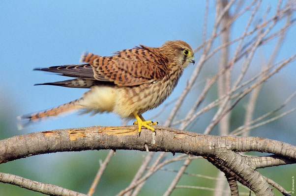 FAUCON CRÉCERELLE