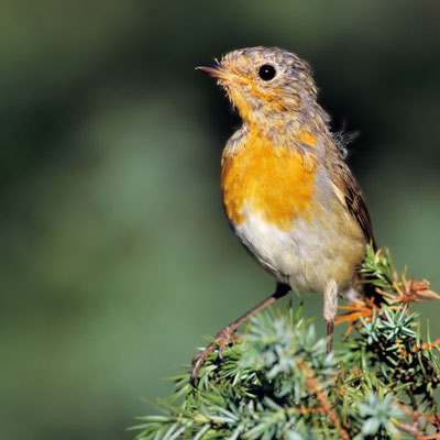 ROUGEGORGE FAMILIER juvénile en train d'acquérir son plastron orange