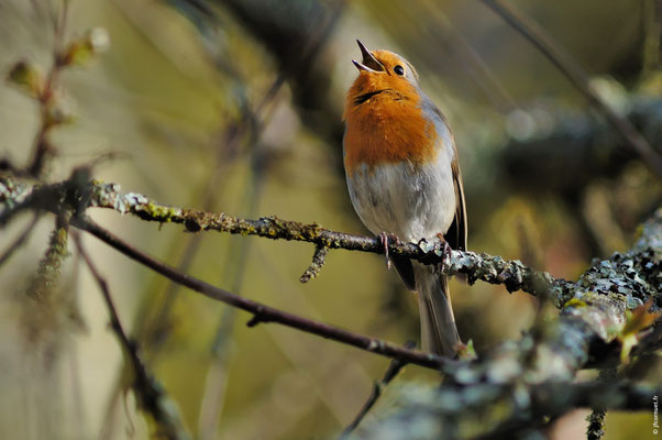 ROUGEGORGE FAMILIER adulte chantant