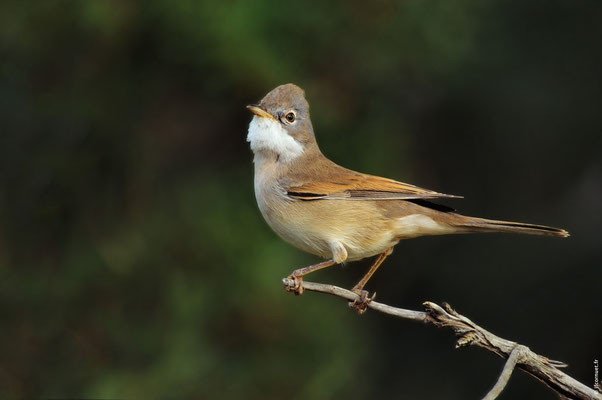 FAUVETTE GRISETTE mâle