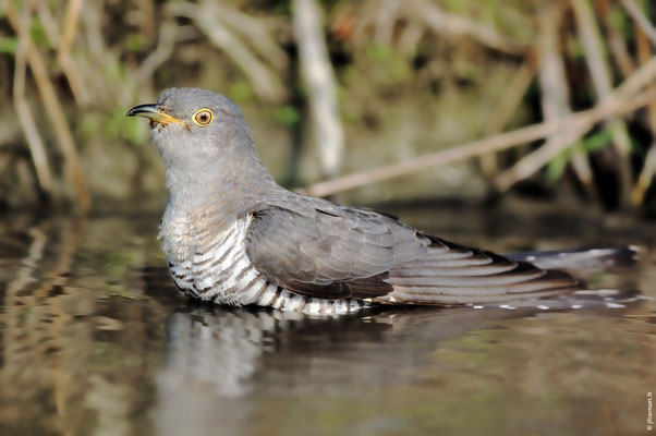 COUCOU GRIS FEMELLE bain