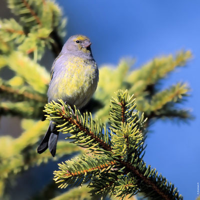 VENTURON MONTAGNARD femelle