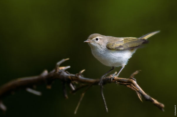 POUILLOT DE BONELLI