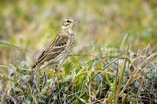 PIPIT FARLOUSE