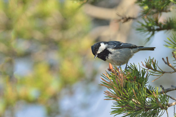 MÉSANGE NOIRE