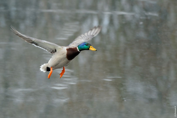 CANARD COLVERT