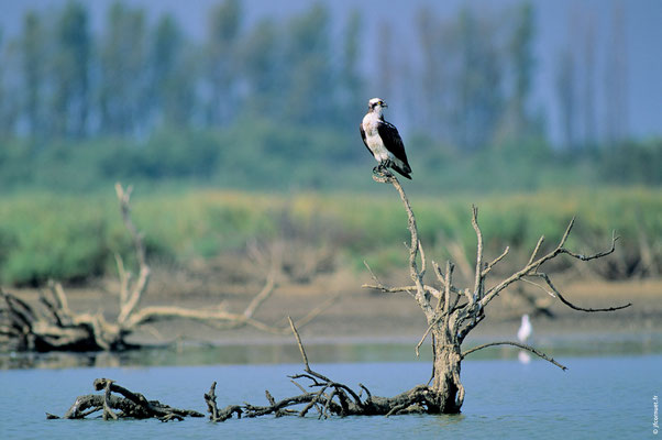 BALBUZARD PÊCHEUR