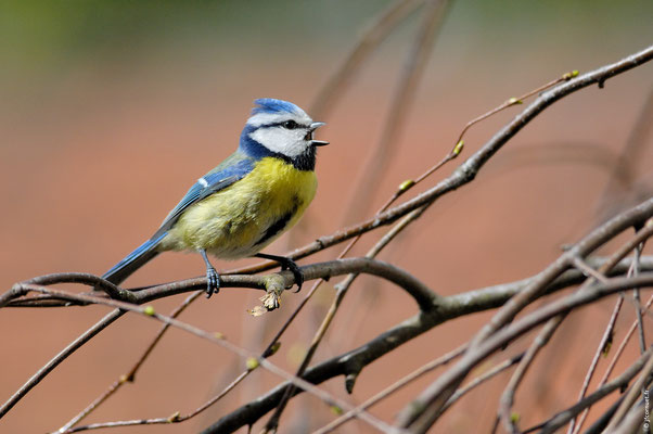 MÉSANGE BLEUE