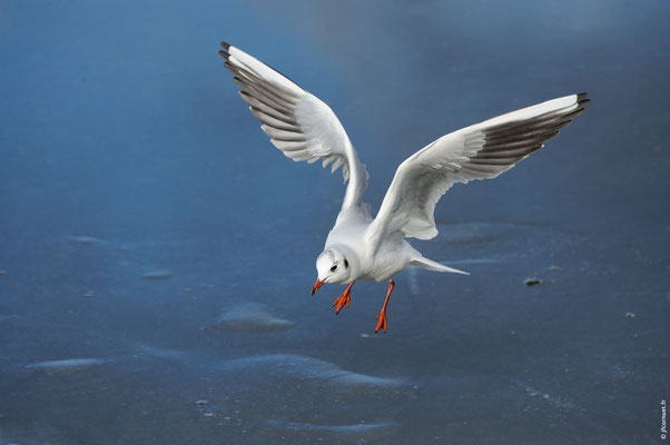 MOUETTE RIEUSE