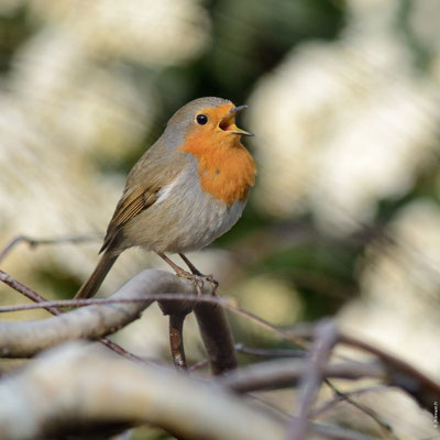 ROUGEGORGE FAMILIER adulte chantant