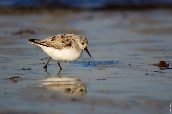 BÉCASSEAU SANDERLING