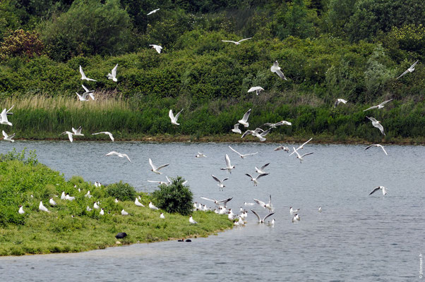 MOUETTE RIEUSE