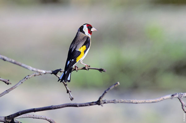 CHARDONNERET ÉLÉGANT