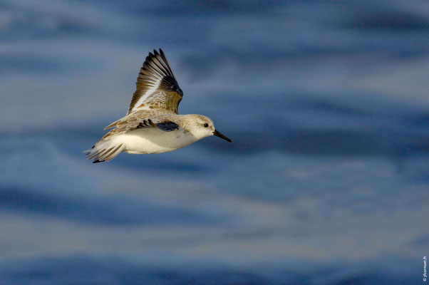 BÉCASSEAU SANDERLING