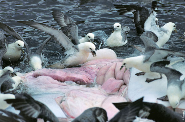 FULMAR BORÉAL sur un cadavre de Cétacé